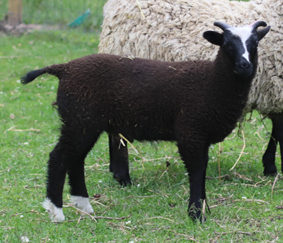 lamb26